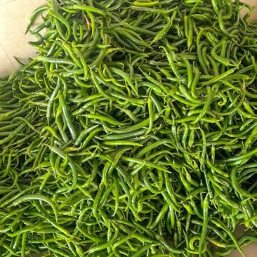 3号线椒