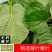 颜曼箐卡娄叶广东野菜新鲜蛤篓叶山篓叶蛤捞叶越南菜假蒌叶哈喽叶