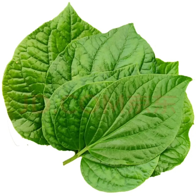 颜曼箐卡娄叶广东野菜新鲜蛤篓叶山篓叶蛤捞叶越南菜假蒌叶哈喽叶
