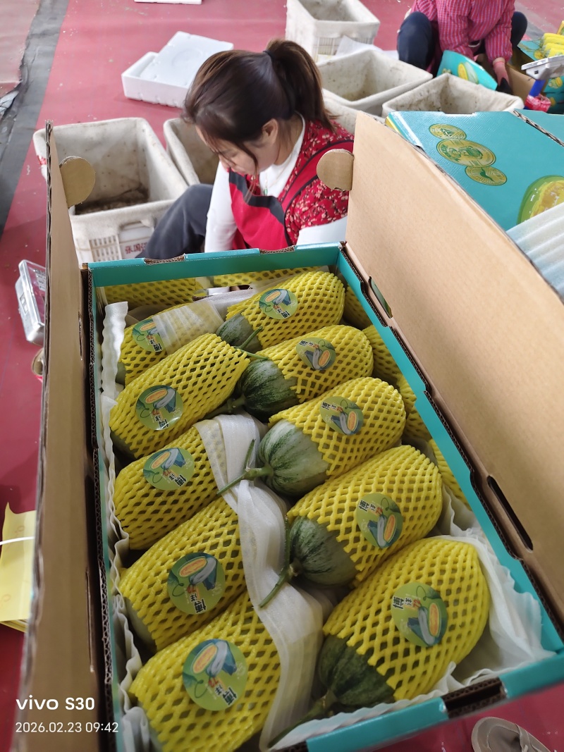 博洋72甜瓜密园十八绿美人金冠量大口感好看货定棚