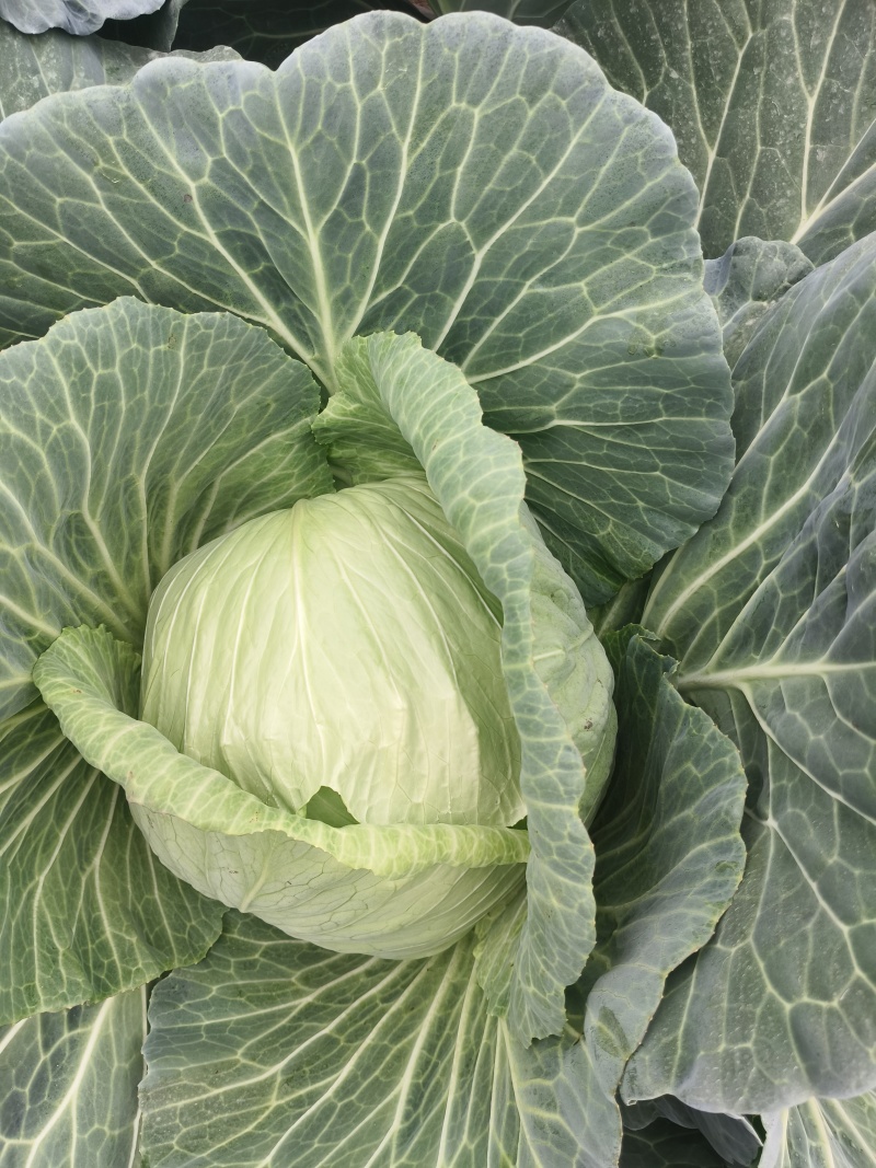 金锋号，包菜