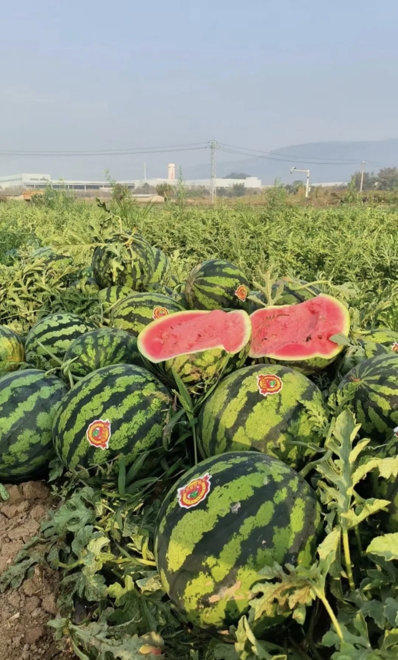 云南本地甜王西瓜，皮薄肉厚，瓤口双红，水甜多汁对接全国市