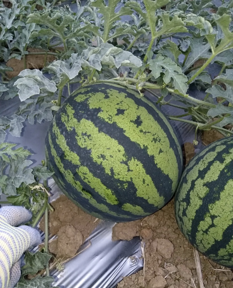 云南本地甜王西瓜，皮薄肉厚，瓤口双红，水甜多汁对接全国市