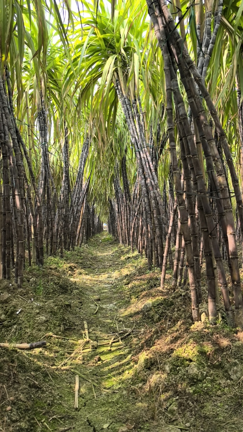自家种的，广西黑皮甘蔗