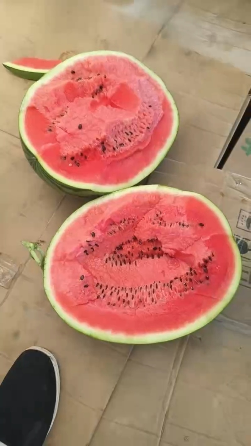 云南麒麟西瓜大量接单产地直发量大从优欢迎来电