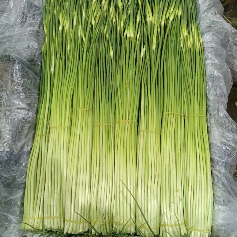 汉源蒜苔