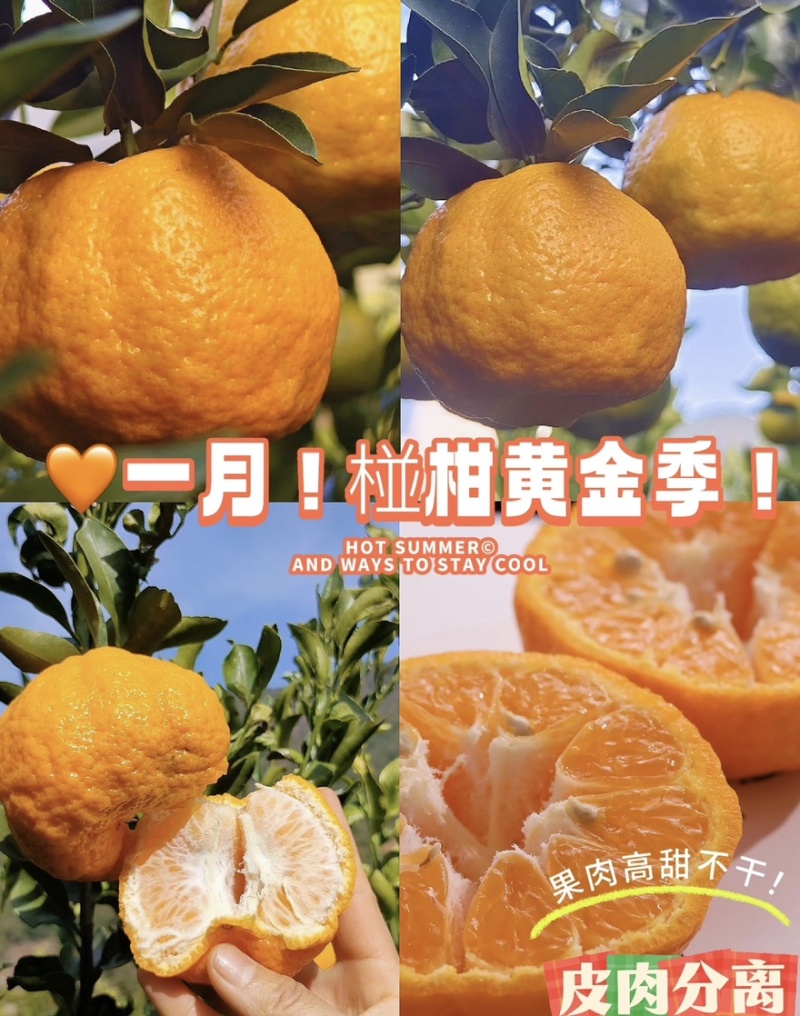 【热卖推荐】柑橘椪柑晚柑品类齐全品质保障欢迎采购