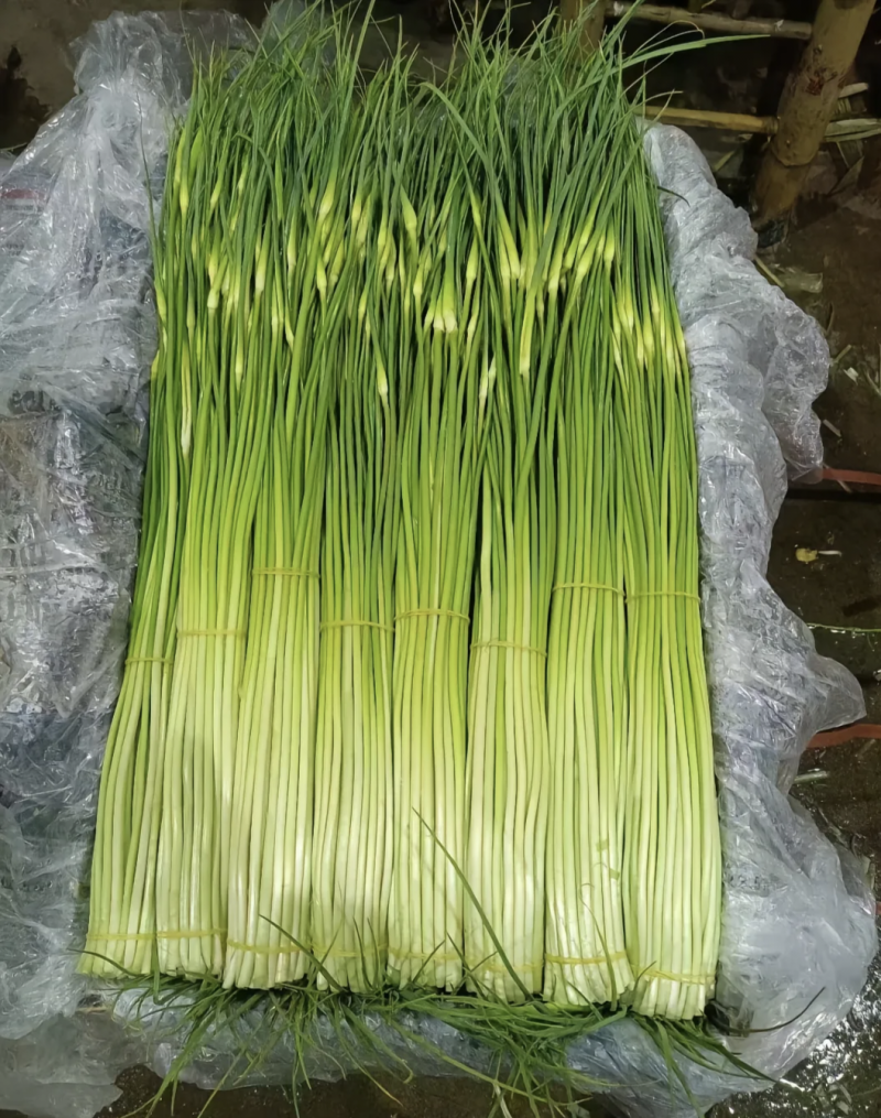 汉源蒜苔