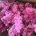 鲜花云南鲜花勿忘我干花6-9色颜色丰富花头不易掉价格美丽
