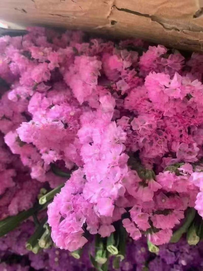 鲜花云南鲜花勿忘我干花6-9色颜色丰富花头不易掉价格美丽
