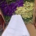 鲜花云南鲜花勿忘我干花6-9色颜色丰富花头不易掉价格美丽
