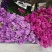 鲜花云南鲜花勿忘我干花6-9色颜色丰富花头不易掉价格美丽
