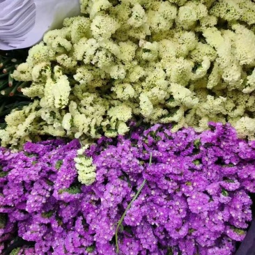 鲜花云南鲜花勿忘我干花6-9色颜色丰富花头不易掉价格美丽