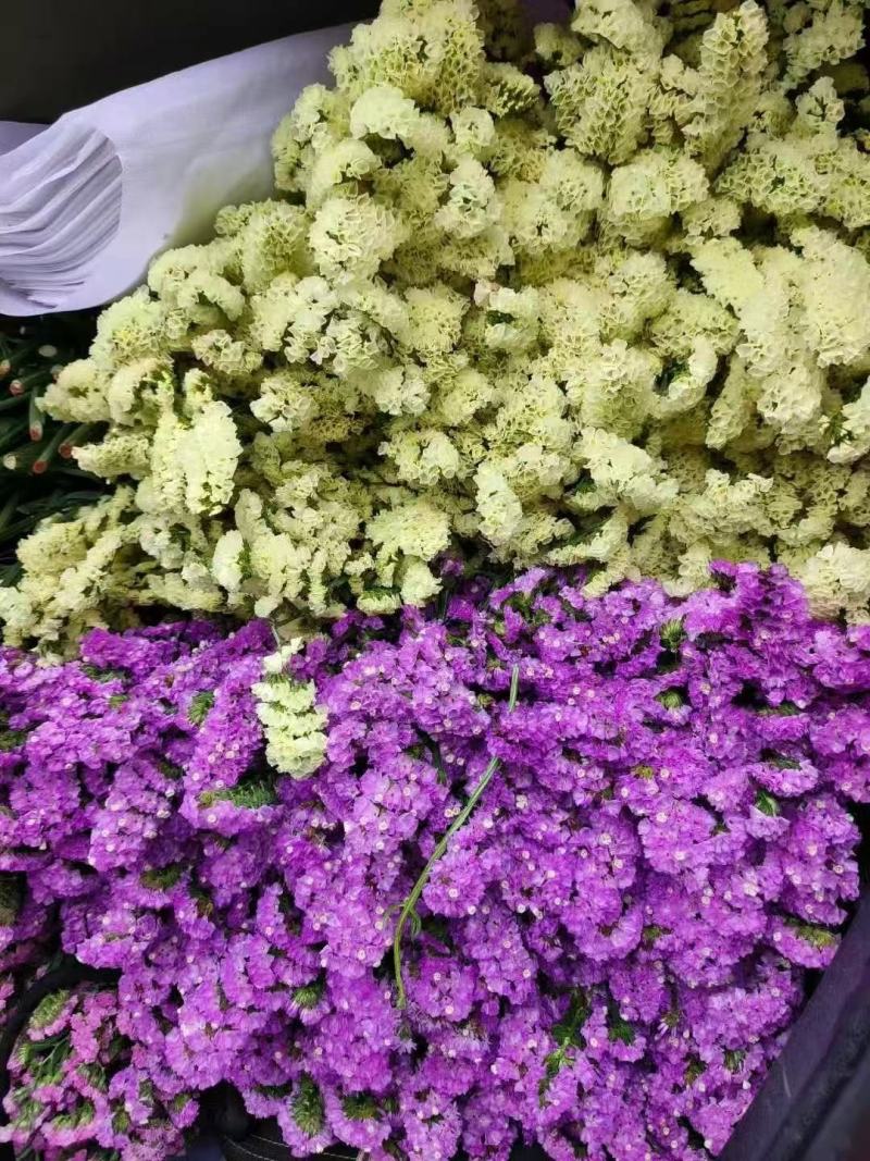 鲜花云南鲜花勿忘我干花6-9色颜色丰富花头不易掉价格美丽
