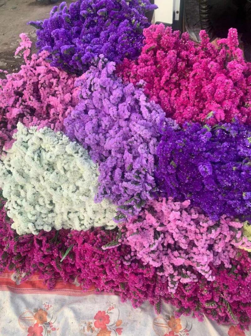 鲜花云南鲜花勿忘我干花6-9色颜色丰富花头不易掉价格美丽