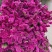 鲜花云南鲜花勿忘我干花6-9色颜色丰富花头不易掉价格美丽