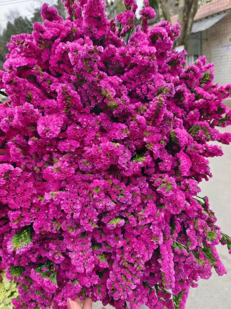 鲜花云南鲜花勿忘我干花6-9色颜色丰富花头不易掉价格美丽