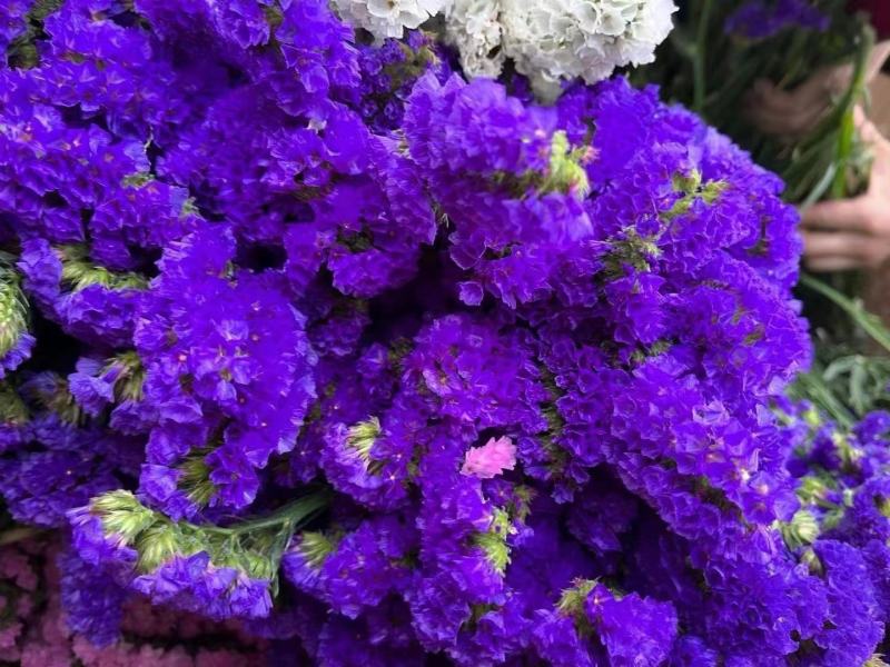 鲜花云南鲜花勿忘我干花6-9色颜色丰富花头不易掉价格美丽