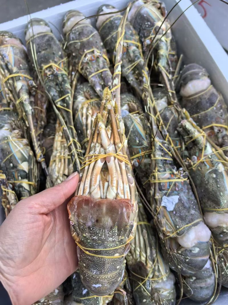 小青龙（餐饮专用）货源充足，规格齐全，欢迎随时联系看货