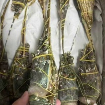 小青龙（餐饮专用）货源充足，规格齐全，欢迎随时联系看货