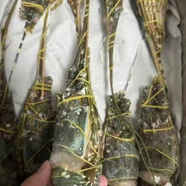 小青龙（餐饮专用）货源充足，规格齐全，欢迎随时联系看货