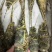 小青龙（餐饮专用）货源充足，规格齐全，欢迎随时联系看货