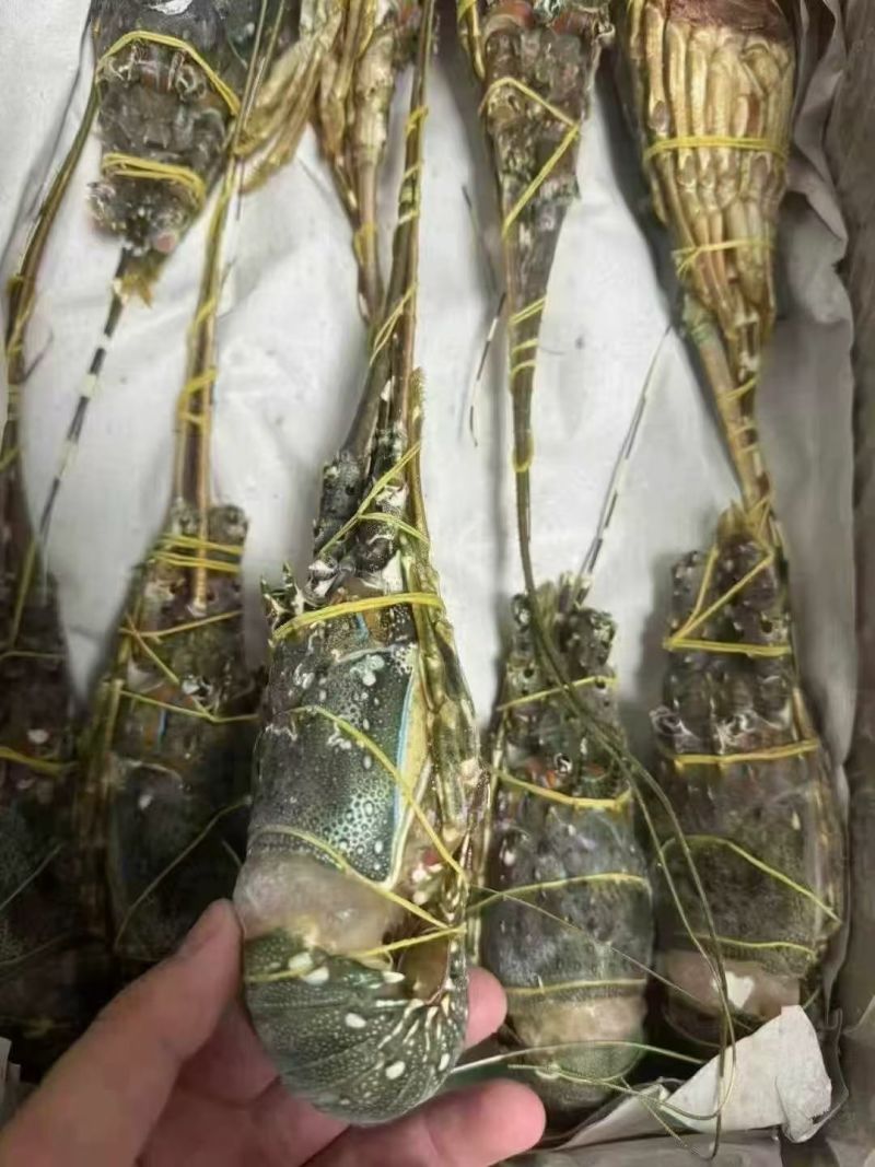 小青龙（餐饮专用）货源充足，规格齐全，欢迎随时联系看货