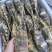 小青龙（餐饮专用）货源充足，规格齐全，欢迎随时联系看货