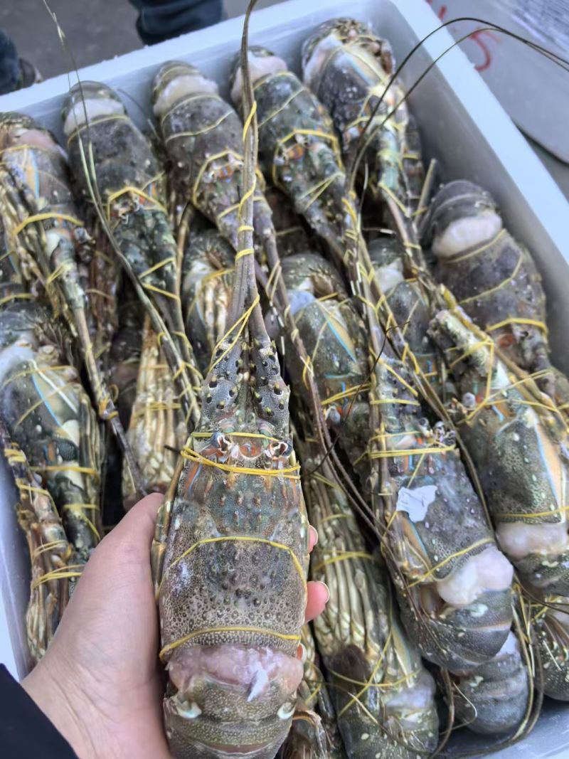 小青龙（餐饮专用）货源充足，规格齐全，欢迎随时联系看货