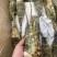 小青龙（餐饮专用）货源充足，规格齐全，欢迎随时联系看货
