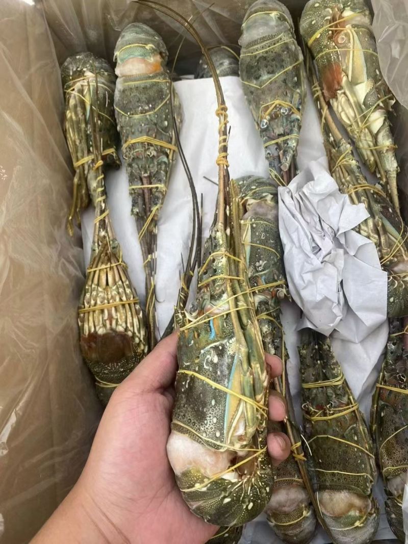 小青龙（餐饮专用）货源充足，规格齐全，欢迎随时联系看货
