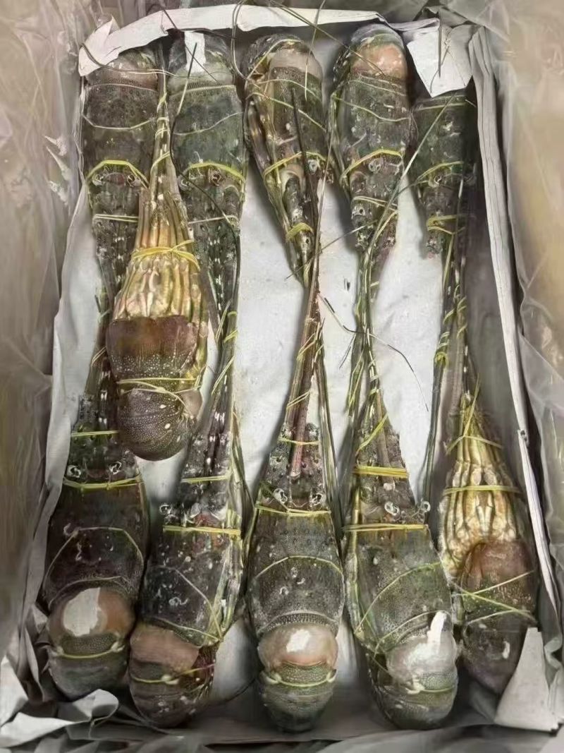 小青龙（餐饮专用）货源充足，规格齐全，欢迎随时联系看货
