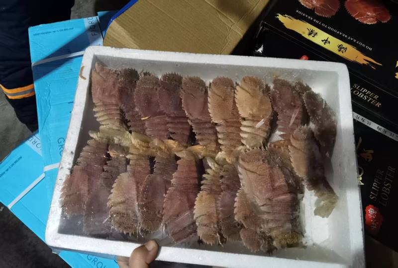 琵琶虾（规格齐全）欢迎咨询