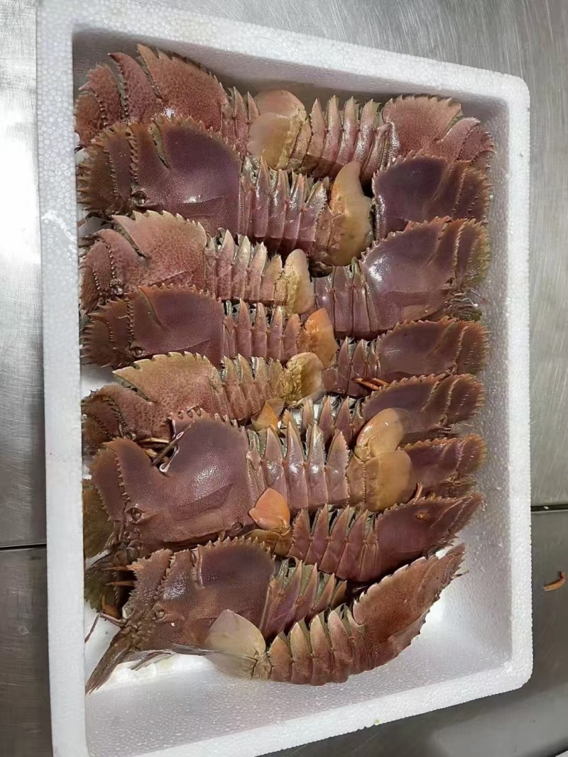 琵琶虾（规格齐全）欢迎咨询