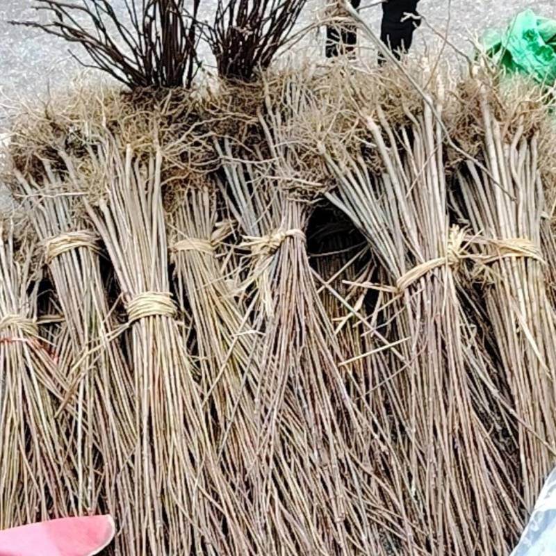 厚皮黄柏苗