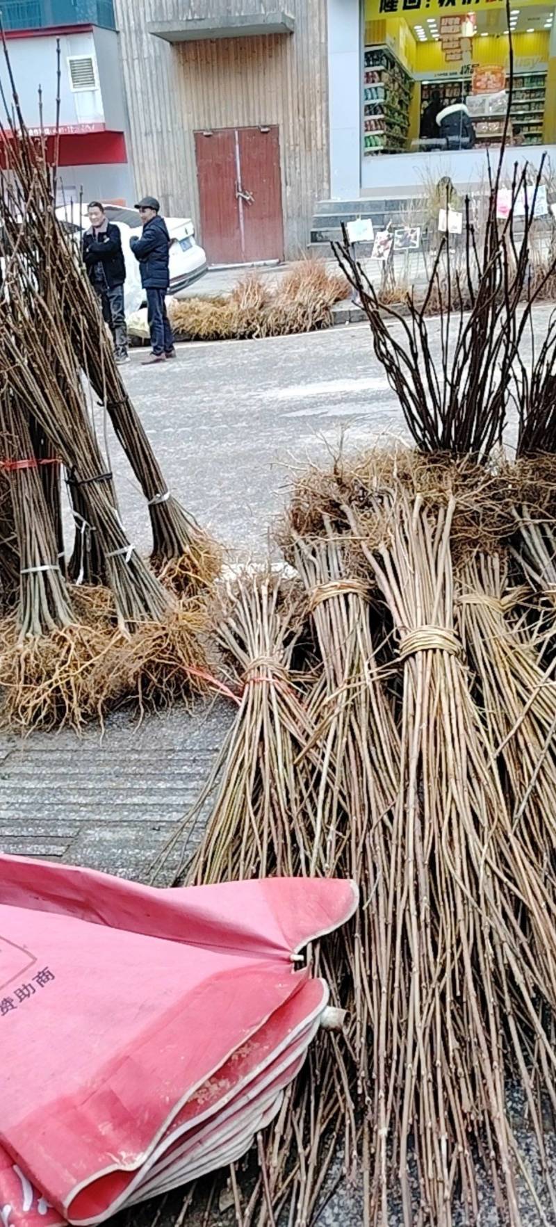 厚皮黄柏苗