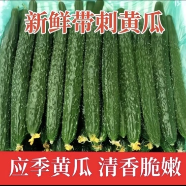 密刺黄瓜产地直发大量上市质量保证欢迎老板咨询