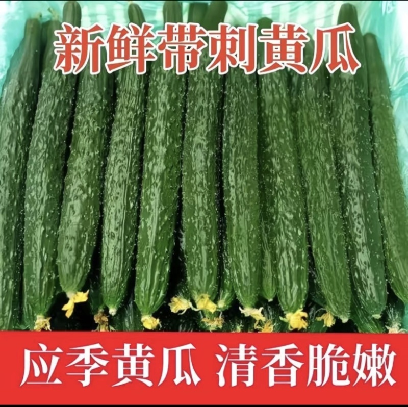 密刺黄瓜产地直发大量上市质量保证欢迎老板咨询