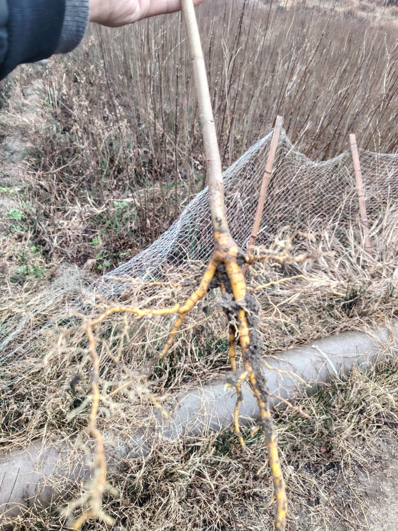 厚皮黄柏苗