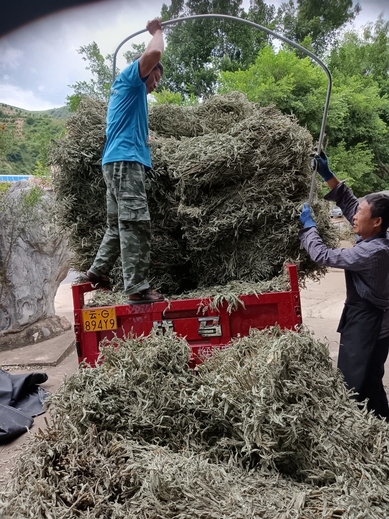 木豆枝叶新货（大基地供应）