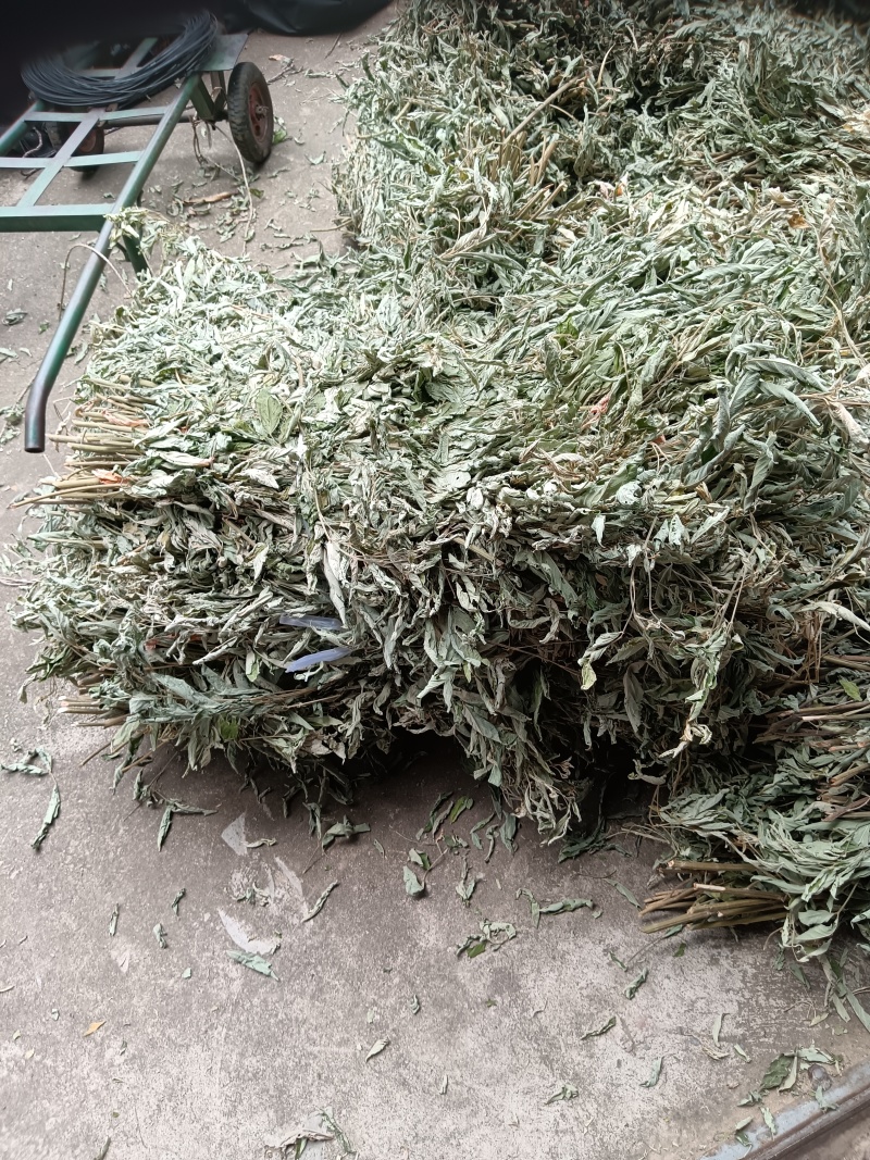 木豆枝叶新货（大基地供应）