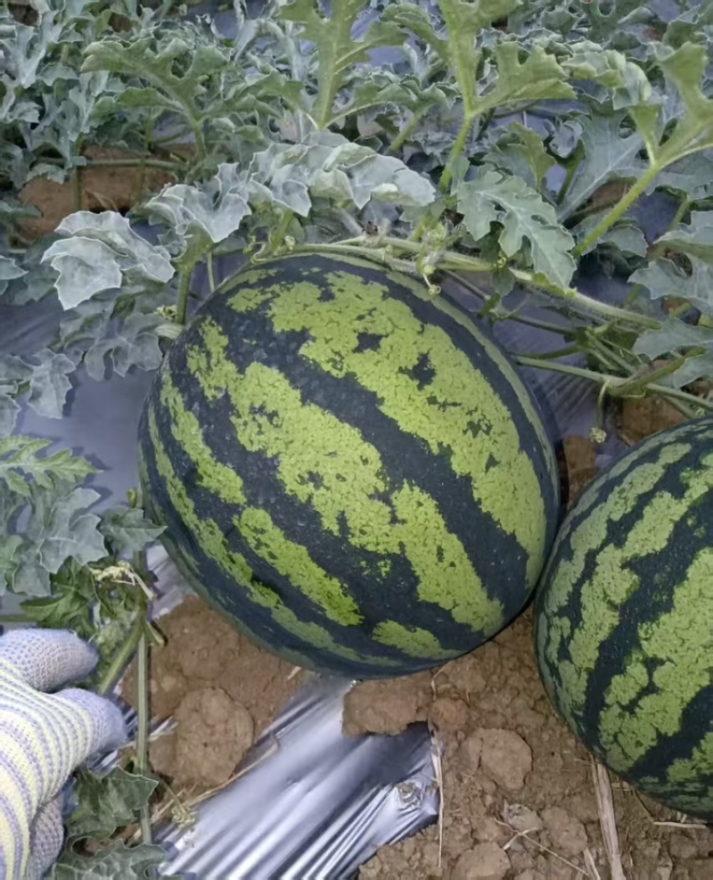 云南本地甜王西瓜大量有货甜度高瓤口双红皮薄肉厚可发全国