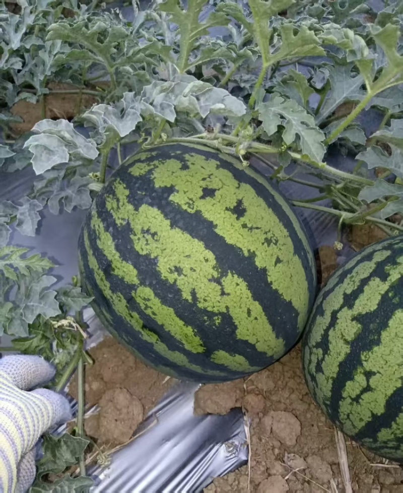 云南本地甜王西瓜大量有货甜度高瓤口双红皮薄肉厚可发全国