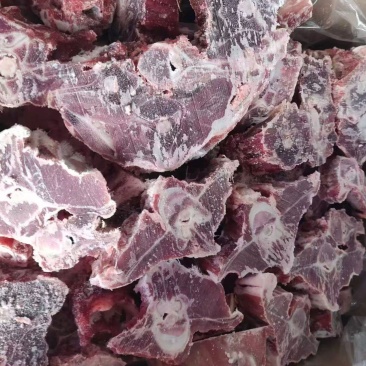 内蒙呼唤满肉羊蝎子