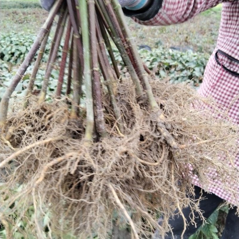 优质双钩藤苗，谁种谁丰收提供技术指导，欢迎来电