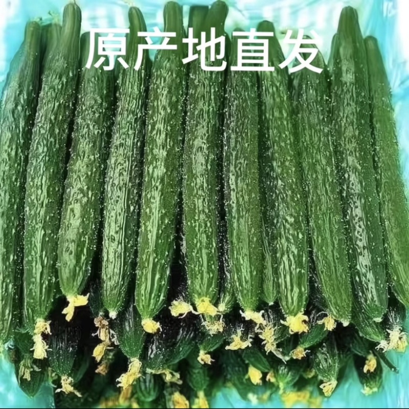 密刺黄瓜产地直发大量上市质量保证欢迎老板咨询