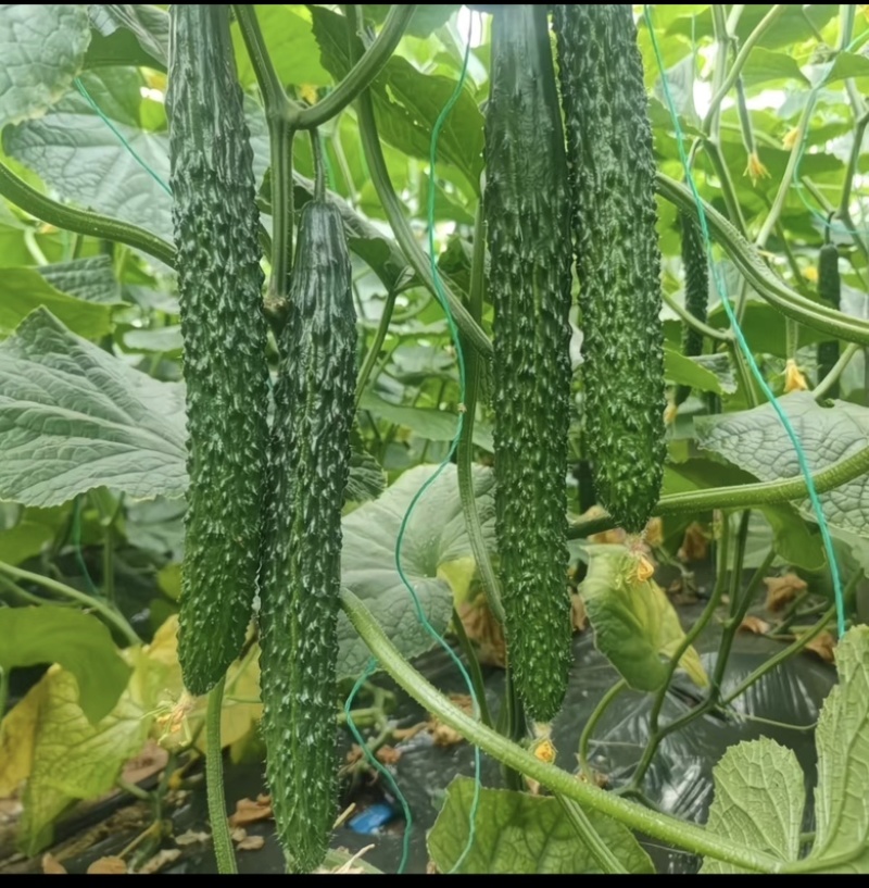 黄瓜保质保量密刺黄瓜对接市场商场基地直发