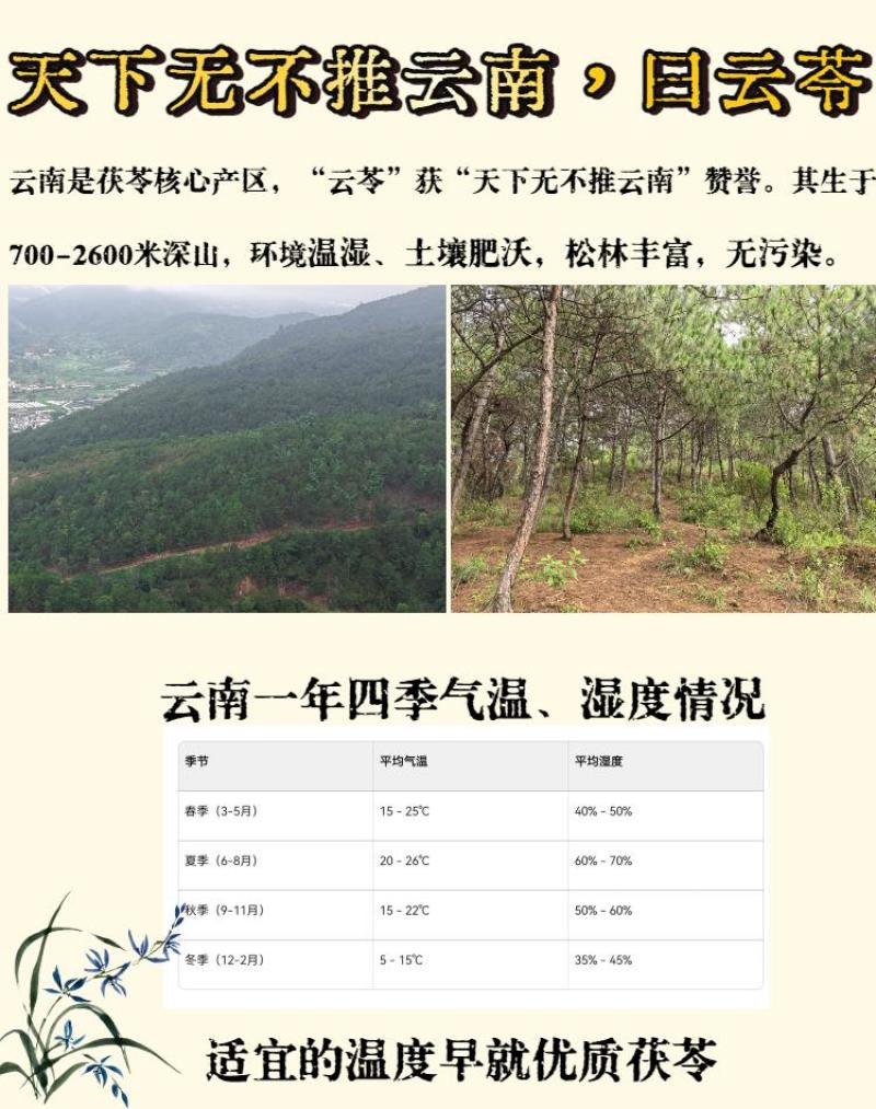 茯苓（甄选核心产区优质茯苓，肉质紧实、纹理细腻）