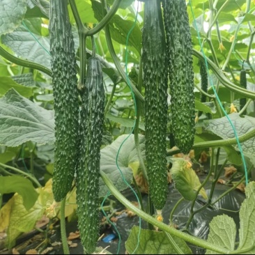 黄瓜保质保量密刺黄瓜对接市场商场基地直发