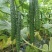 黄瓜保质保量密刺黄瓜对接市场商场基地直发